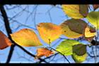 柿子-紅葉12.JPG
