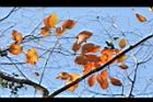 柿子-紅葉14.JPG