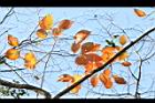 柿子-紅葉15.JPG