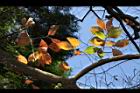 柿子-紅葉16.JPG