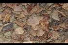 柿子-紅葉18.JPG