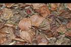 柿子-紅葉19.JPG