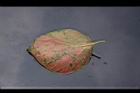 柿子-紅葉背00.JPG