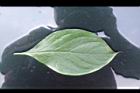 柿子-葉正09.JPG