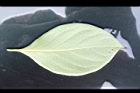 柿子-葉背08.JPG