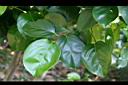 柿葉茶茱萸-葉00.jpg