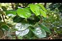 柿葉茶茱萸-葉02.jpg