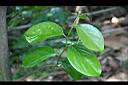 柿葉茶茱萸-葉03.jpg