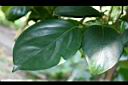 柿葉茶茱萸-葉05.jpg