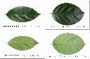 柿葉茶茱萸-葉1.jpg