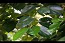 柿葉茶茱萸-葉序0.jpg