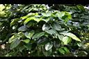 柿葉茶茱萸01.jpg