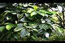柿葉茶茱萸02.jpg