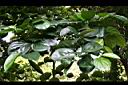 柿葉茶茱萸03.jpg
