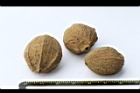柿葉茶茱萸-種子02.JPG