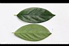 柿葉茶茱萸-葉07.JPG