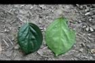 柿葉茶茱萸-葉08.jpg