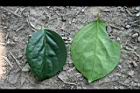 柿葉茶茱萸-葉09.jpg