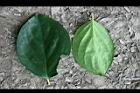 柿葉茶茱萸-葉10.jpg