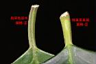 柿葉茶茱萸-葉柄00.JPG