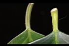 柿葉茶茱萸-葉柄02.JPG