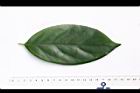 柿葉茶茱萸-葉正01.JPG