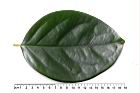 柿葉茶茱萸-葉正04.JPG