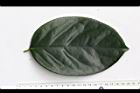 柿葉茶茱萸-葉正07.JPG