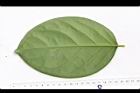 柿葉茶茱萸-葉背03.JPG