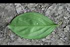 柿葉茶茱萸-葉背05.jpg