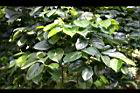 柿葉茶茱萸05.jpg