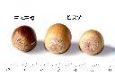 栓皮櫟-實51.JPG