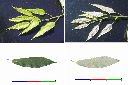 栓皮櫟-葉1.jpg