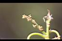 栓皮櫟-雌花00.jpg