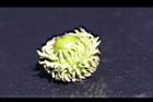 栓皮櫟-實34.jpg