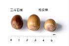 栓皮櫟-實53.JPG
