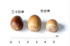 栓皮櫟-實54.JPG