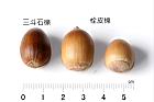 栓皮櫟-實55.JPG