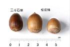 栓皮櫟-實56.JPG