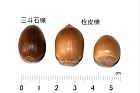 栓皮櫟-實57.JPG