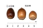 栓皮櫟-實58.JPG