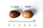 栓皮櫟-實60.JPG