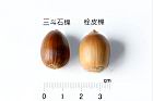 栓皮櫟-實62.JPG