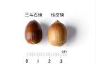 栓皮櫟-實63.JPG