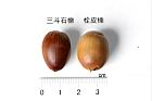 栓皮櫟-實64.JPG
