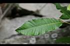 栓皮櫟-葉08.jpg
