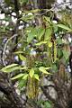 栓皮櫟-雄花05.jpg