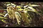 栓皮櫟-雄花07.jpg