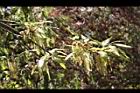 栓皮櫟-雄花08.jpg