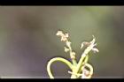 栓皮櫟-雌花03.jpg